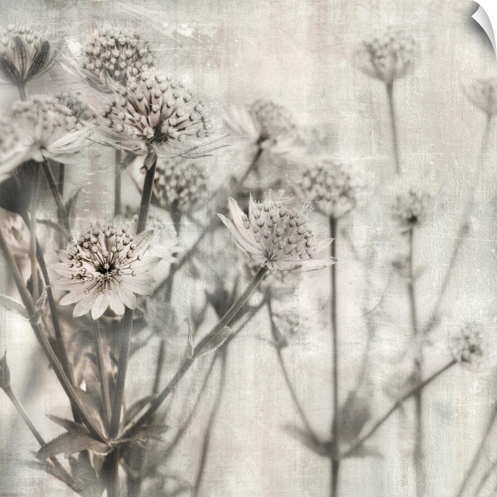 Contemporary square art of flowers with a shallow depth of field in neutral tones.
