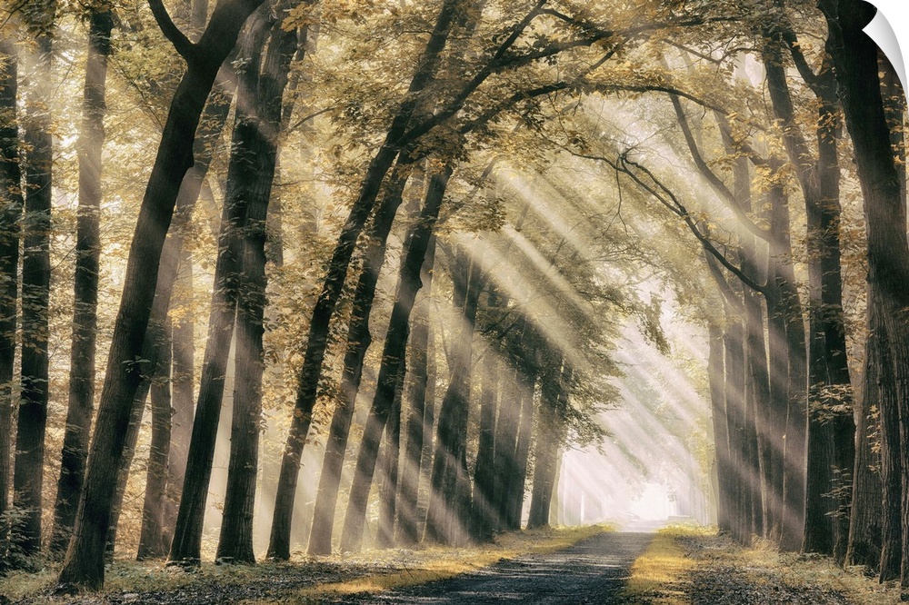 A photograph of sun beams shining through the woods onto a gravel pathway.