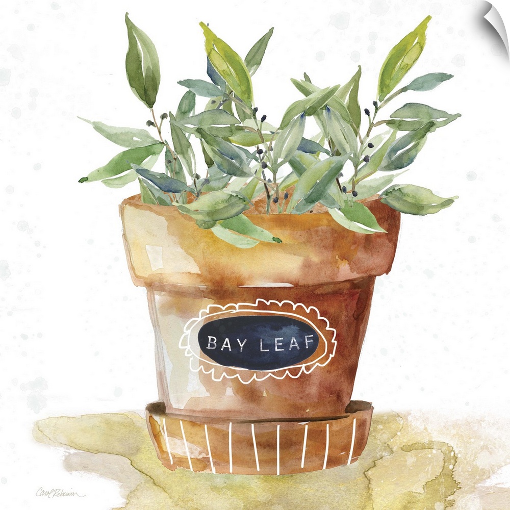 Square watercolor painting of a potted bay leaf plant.