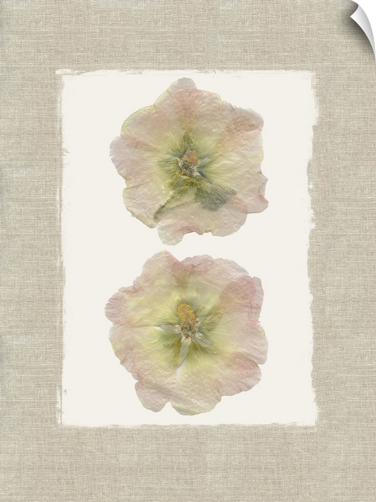 Decor with two dried hollyhock flowers pressed onto a painted white square  with a burlap textured background.
