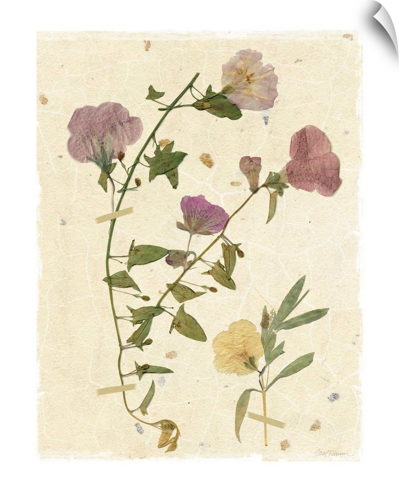Scan of pressed morning glory flowers on a textured beige background with a white boarder.