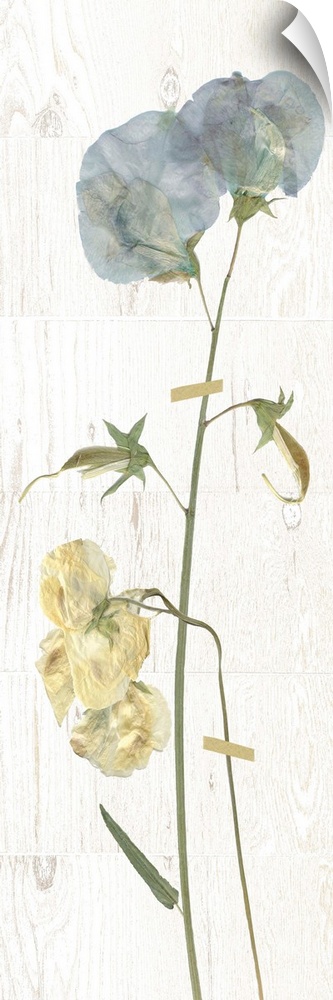 Panel decor with dried sweetpea flowers pressed onto a painted white rectangle on a marble-like background.
