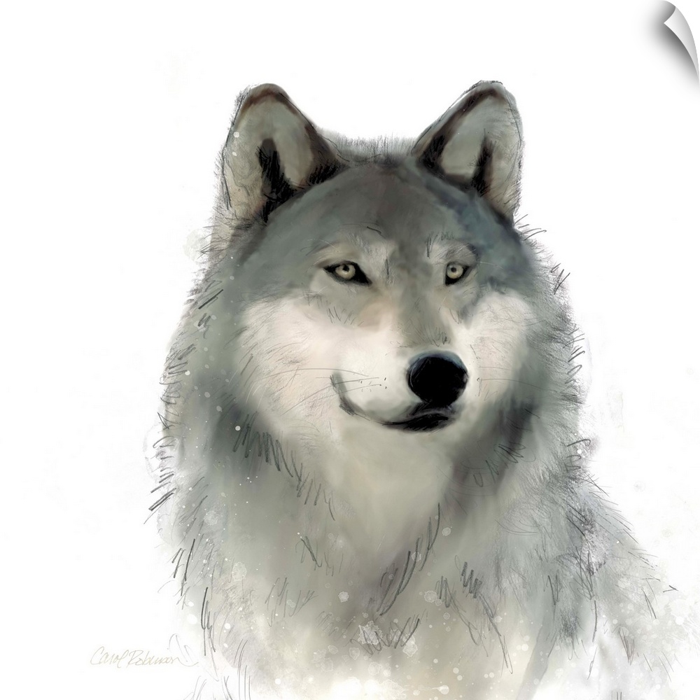 Watercolor portrait of a wolf on white.
