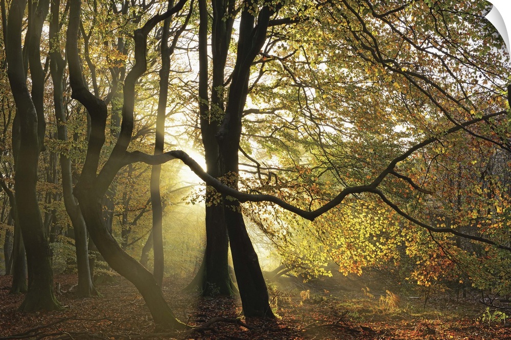A photograph of a Fall woods with a golden sunset behind the trees.