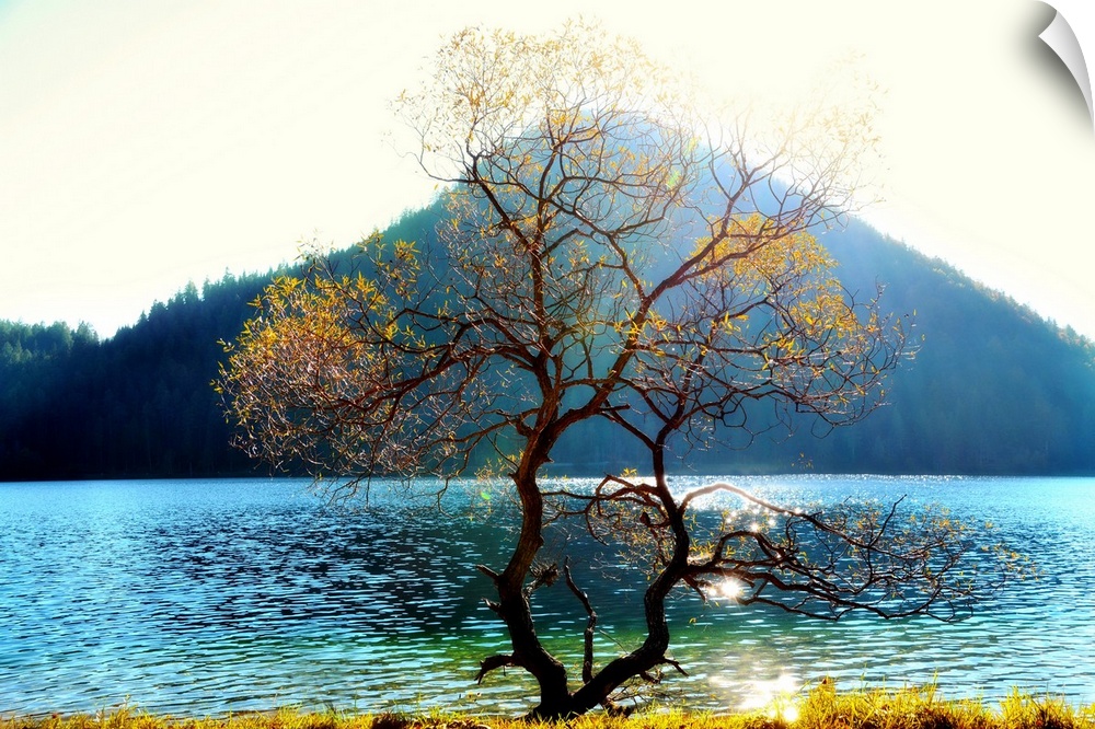 A photograph of an almost bare tree with few yellow leaves in the foreground and a lake and mountain centered in the backg...