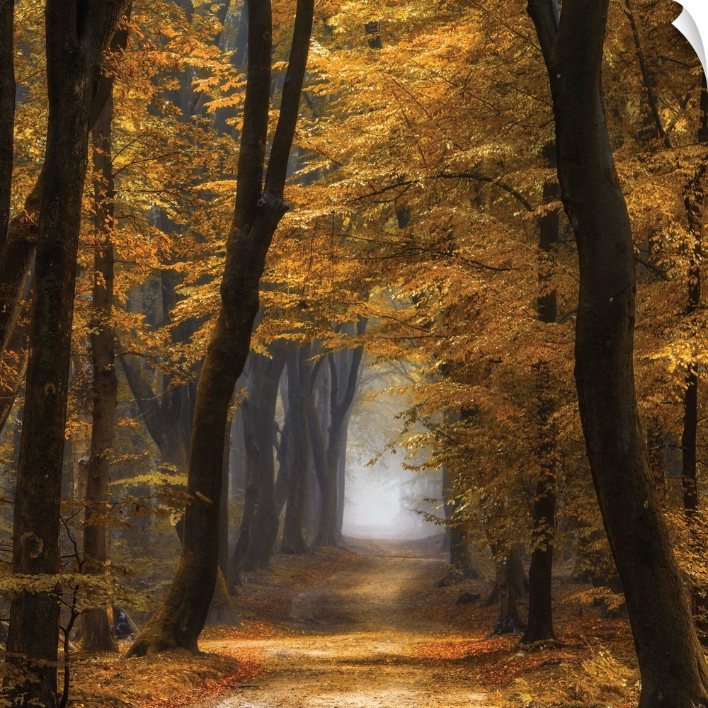 Square photograph of an Autumn forest landscape with golden trees and a foggy pathway running through the middle.
