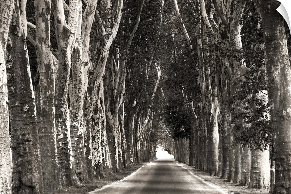 Monochrome photograph of a straight path lined with tall trees creating leading lines.
