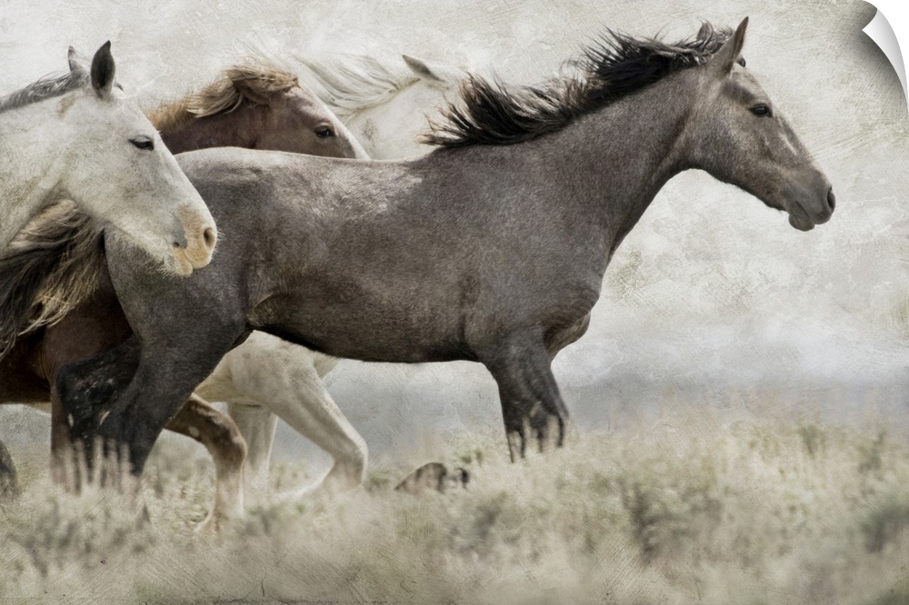 USA, Wyoming, Carbon County. Wild horses running.