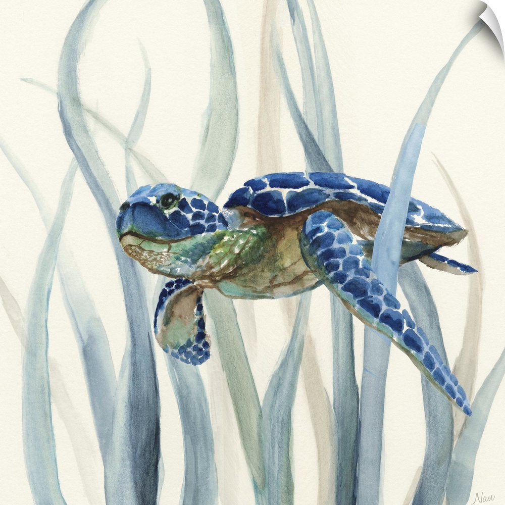 Square watercolor painting of an indigo, green, and brown sea turtle underwater in swimming through seagrass on an off whi...