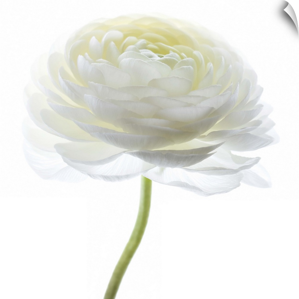 Square photograph of a white Persian Buttercup