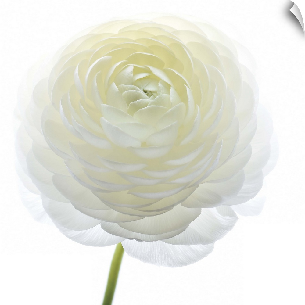 Square photograph of a white Persian Buttercup.