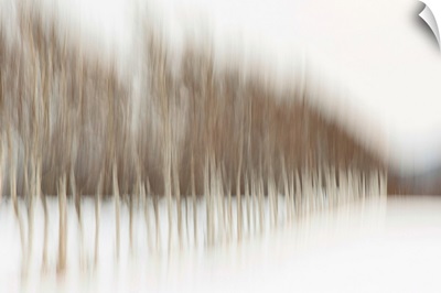Abstract blur of birch trees in rural Japan