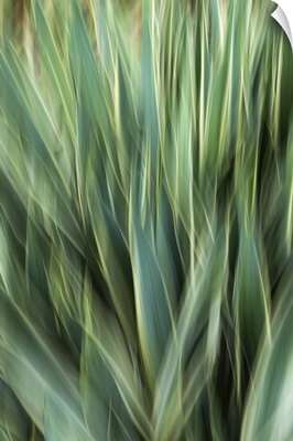 Agave Abstract