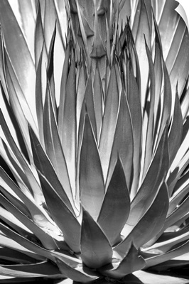 Agave Finale - Black and White