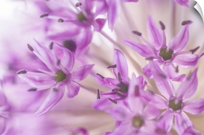 Allium Blossoms I