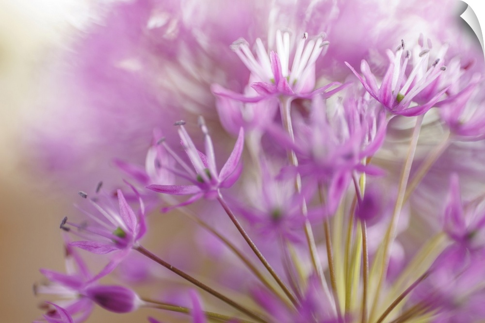Allium Blossoms II