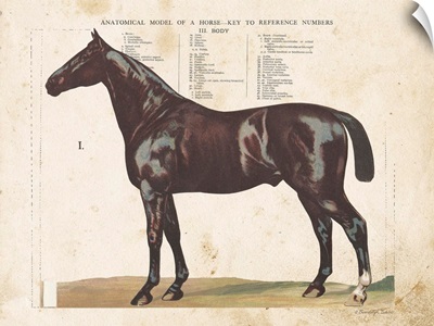 Anatomical Model Horse