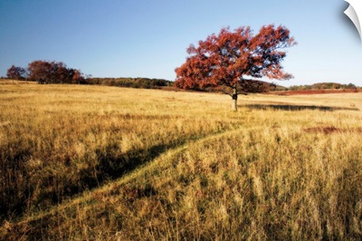 Autumn Meadow I