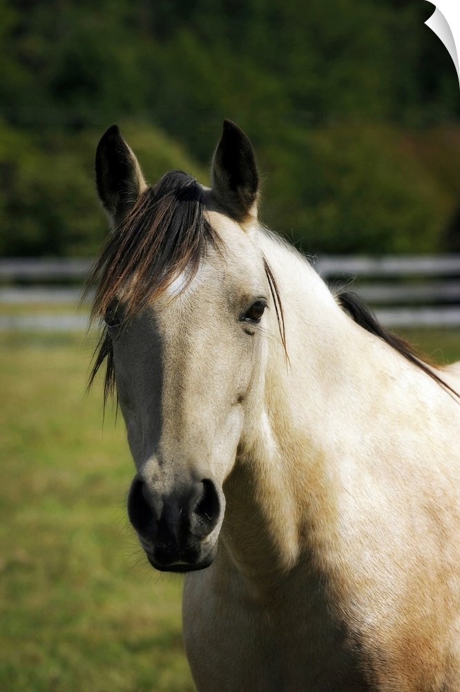 Portrait of a horse looking directly ahead against a blurred background by photographer Alan Hausenflock.