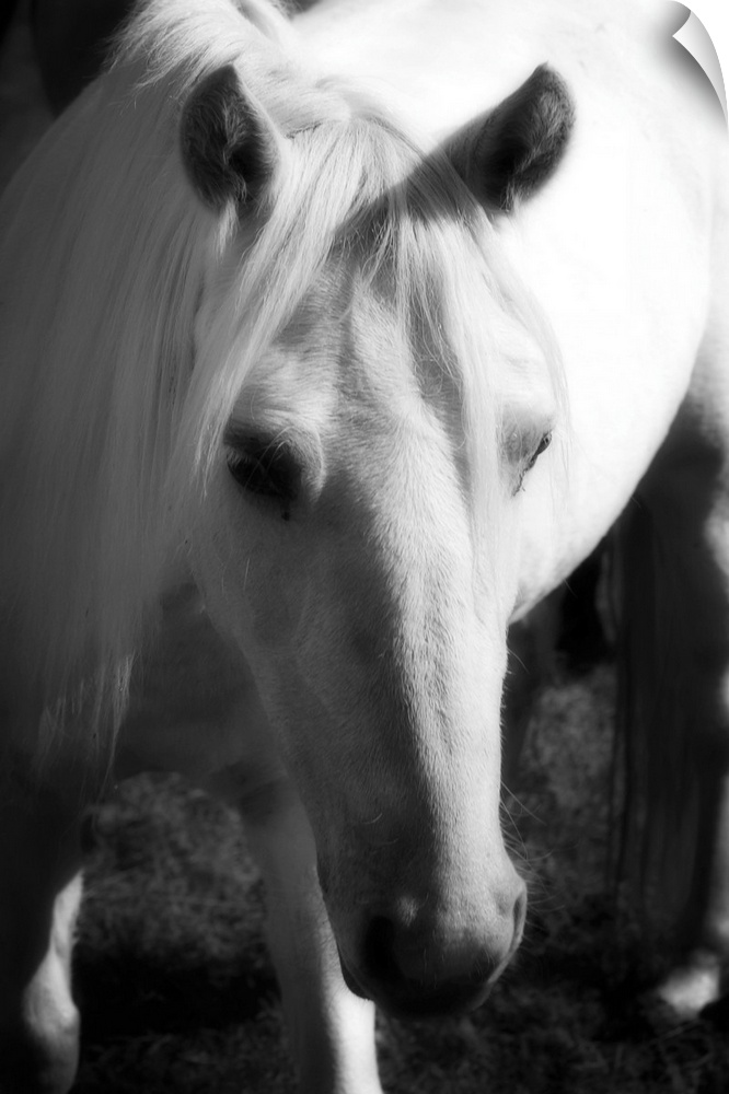 A small horse is photographed closely so it's head is in the forefront of the picture with its body shown behind.