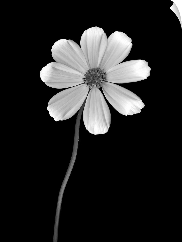 Tall canvas photo of a flower on a dark solid background.