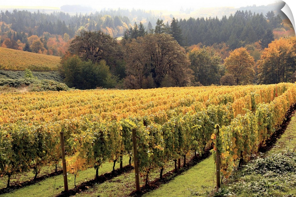 Large canvas print of a vineyard with a fall foliage covered forest in the background.
