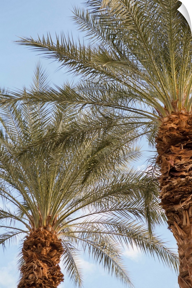 Photograph looking up at the tops of two palm trees with a light blue sky in the background.