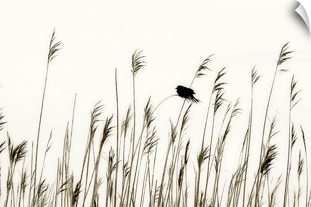 Black and white image of the silhouettes of a row of wheat stalks and a single bird perching on a blade.
