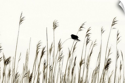 Bird in the Grass 1