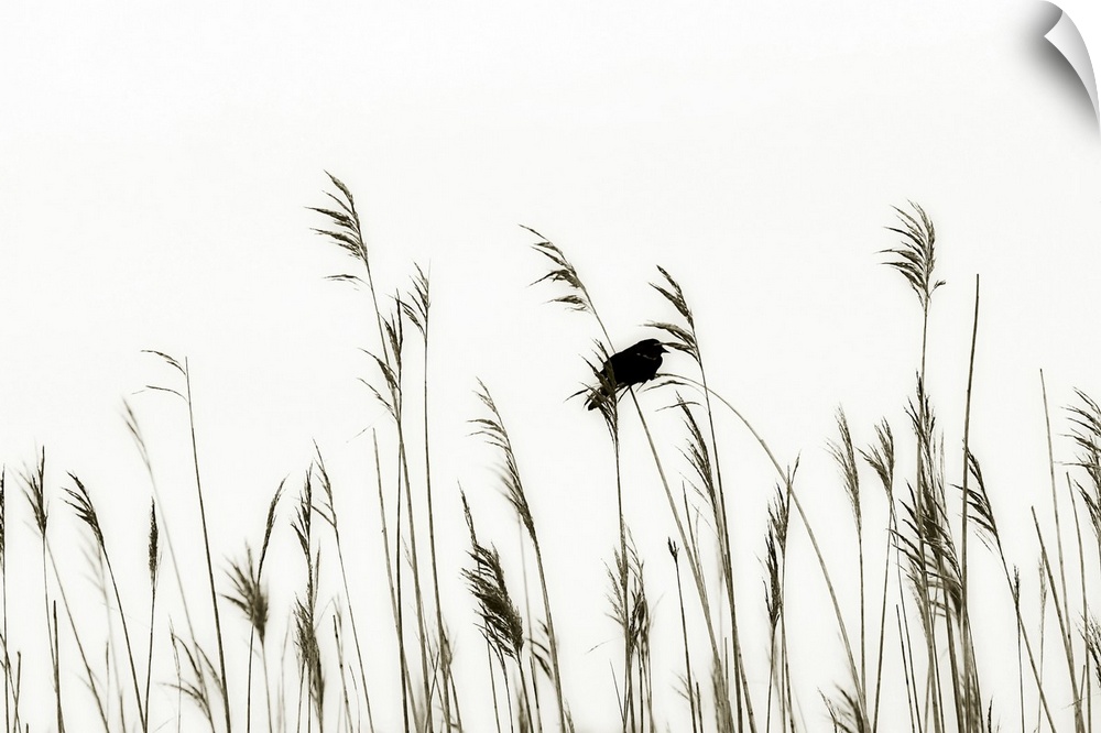 This landscape photograph capture and tiny bird resting on thin bristles of sea grass contrasting with the blank sky behin...