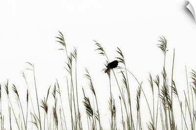 Bird in the Grass 2