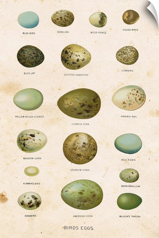 Illustration of an assortment of bird eggs of different colors and sizes.