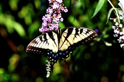 Black Swallowtail I