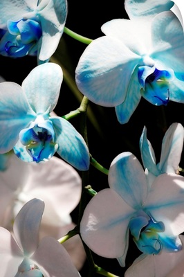 Blue Moth Orchids I