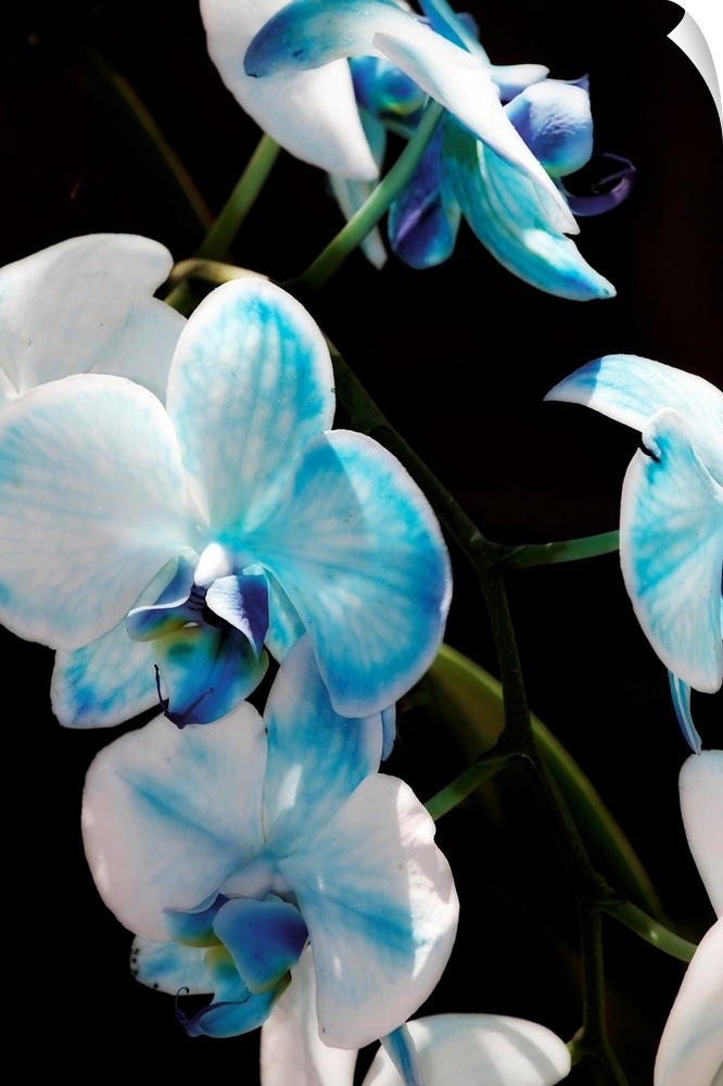 A cluster of blue and white orchids on a green vine bask in the sun.