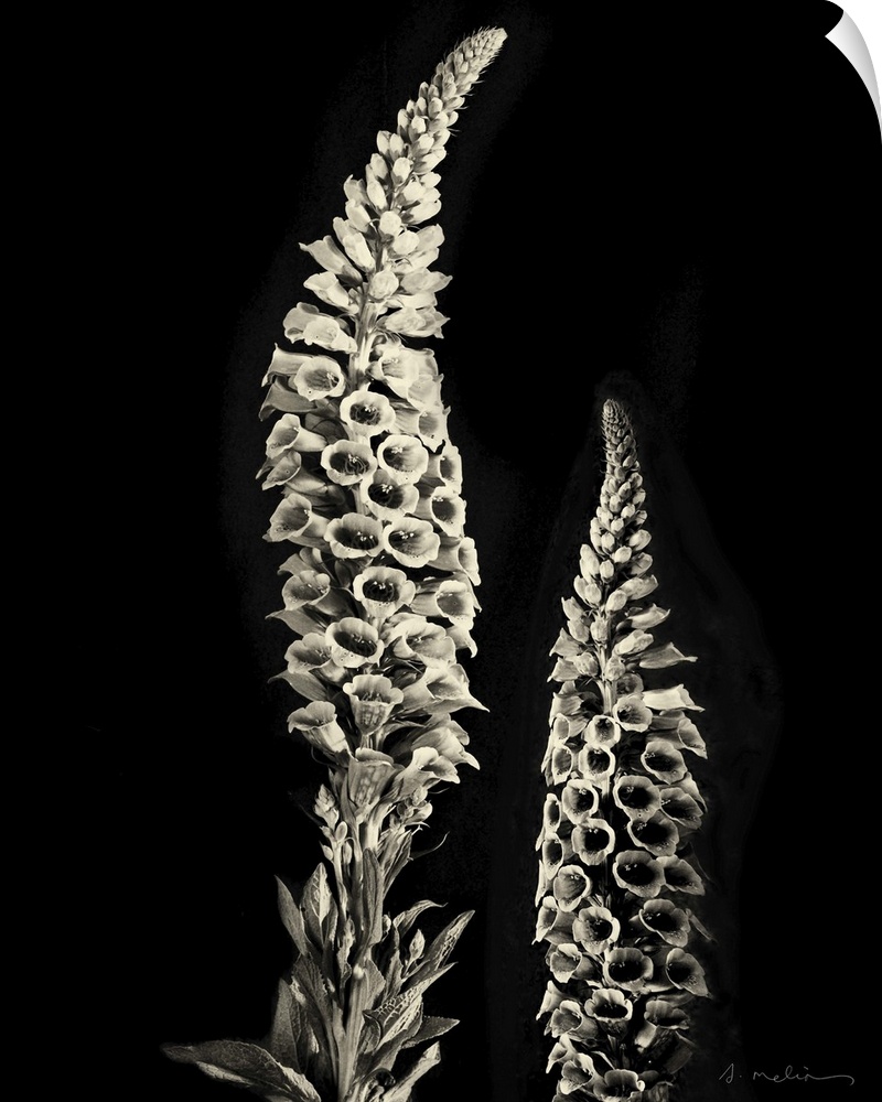 Botanical Elegance Foxglove