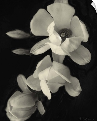 Botanical Elegance Magnolia