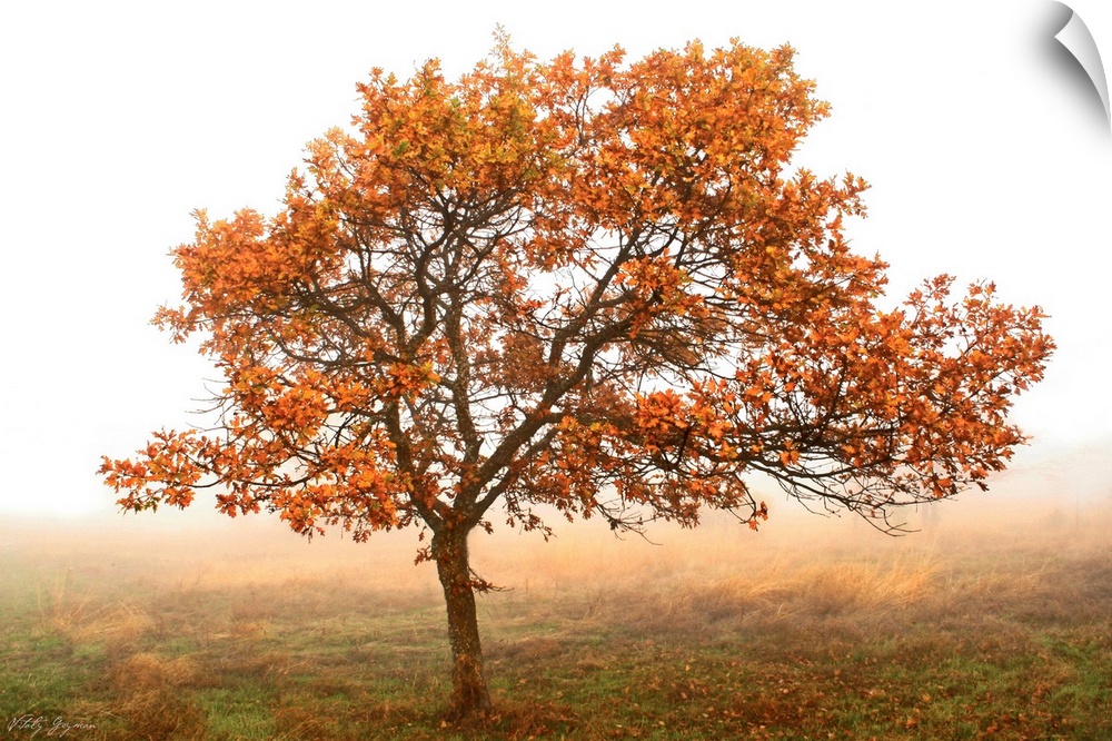 Nature photo of a single oak tree with turning color leaves in the middle of a foggy pasture.