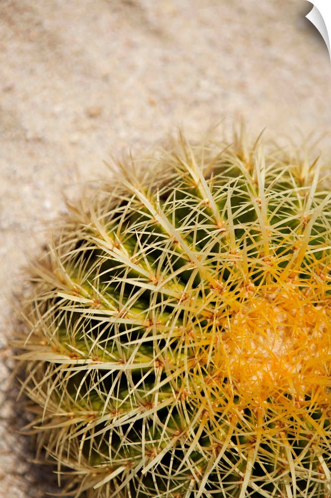Close up of a round cactus covered in spines.