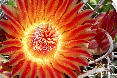 Cactus Flower IV