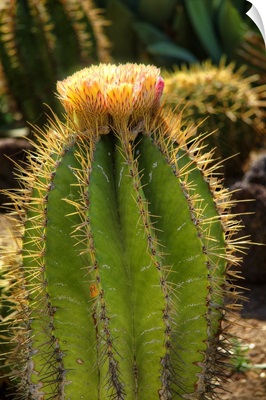 Cactus Flowers I