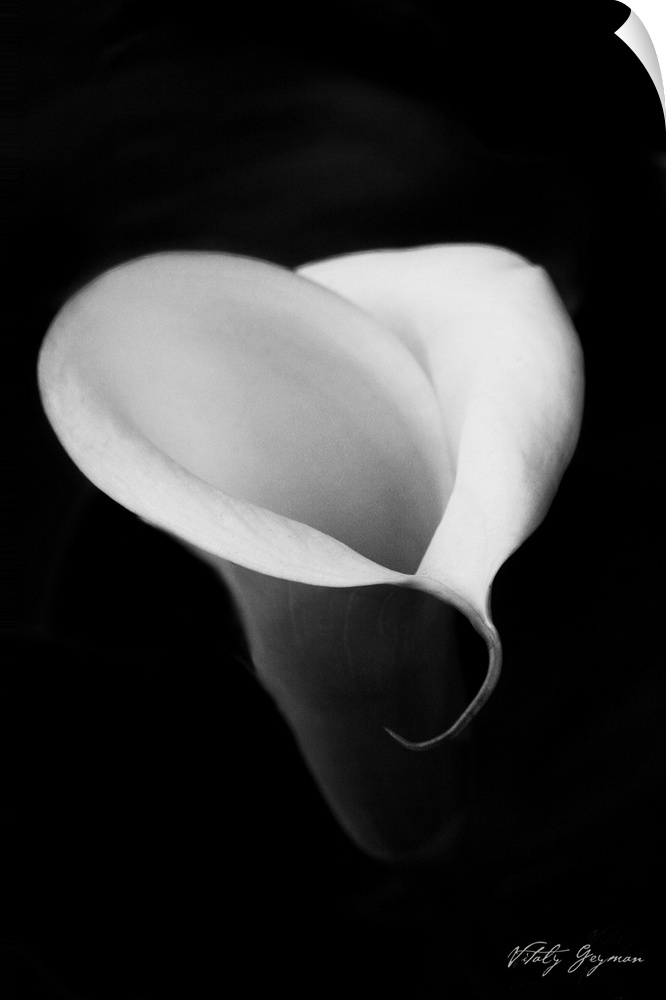 Vertical photo of a flower petal on a dark canvas.