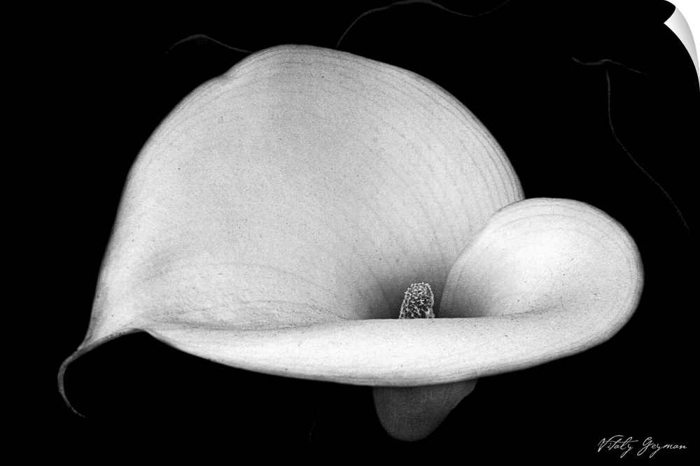 A closely taken photograph of a calla lily flower that is taken in black and white.