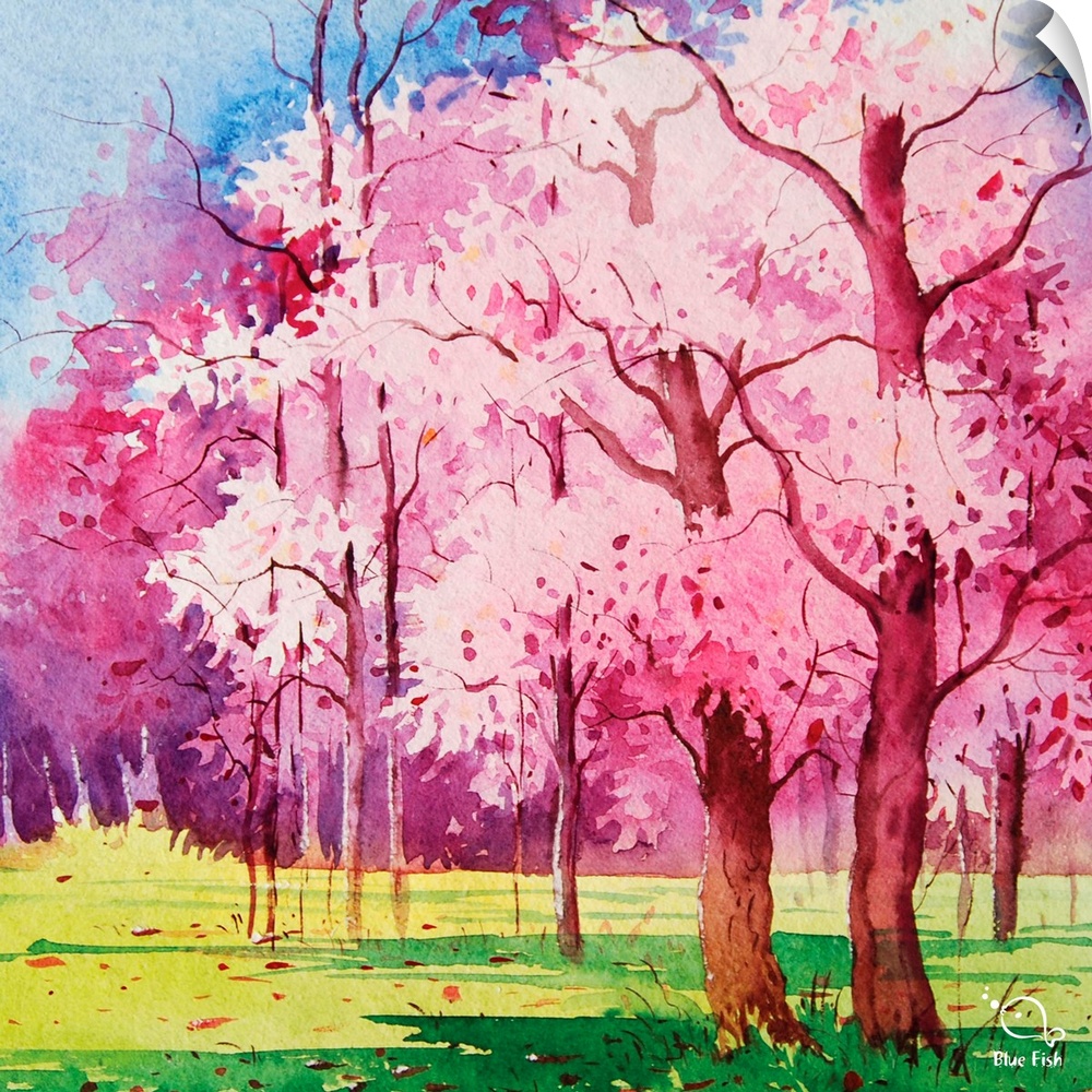 Contemporary watercolor painting of a cherry tree in bloom in the spring.