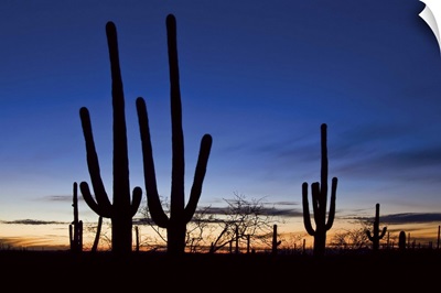 Classic Saguaro Sunset II
