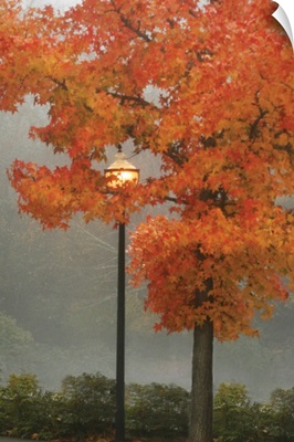 Colors in the Mist II