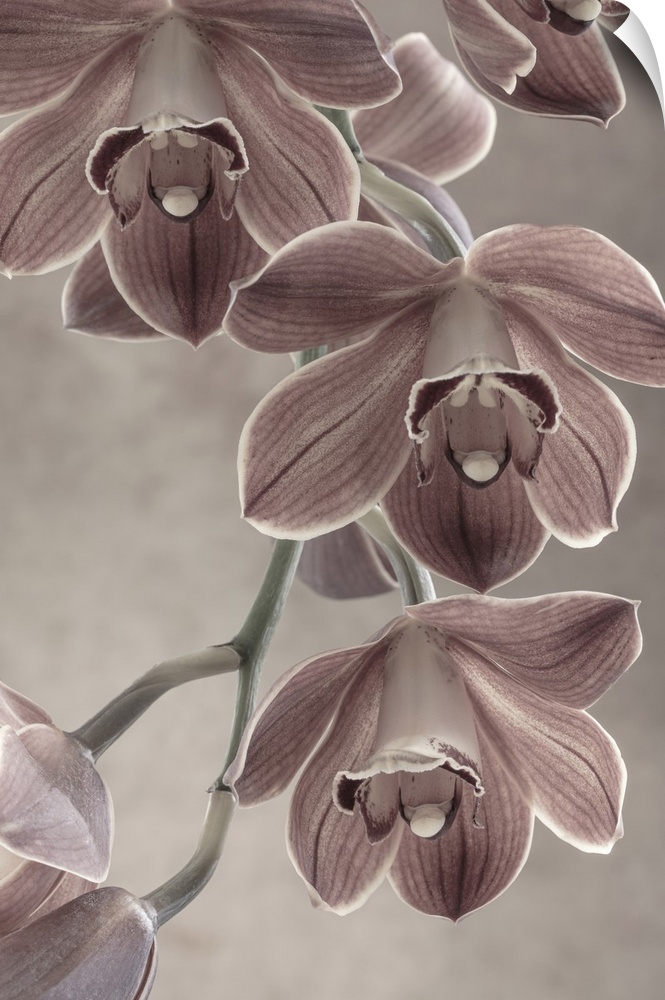 Cymbidium orchid spray, commonly known as boat orchids.