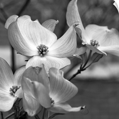 Dogwood Blossoms Black and White I, Square