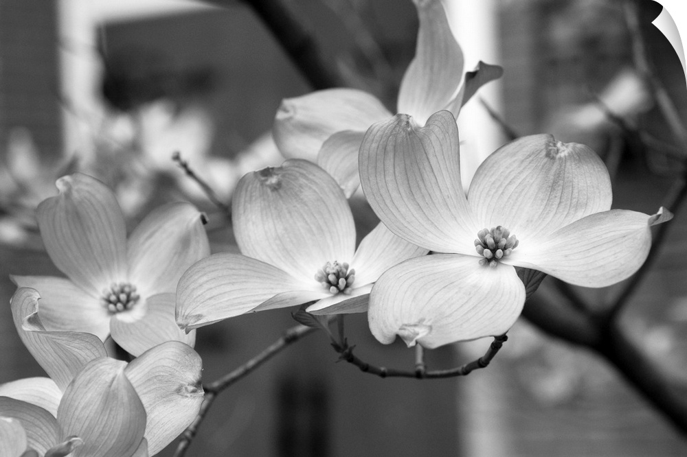 Dogwood Blossoms Black and White II