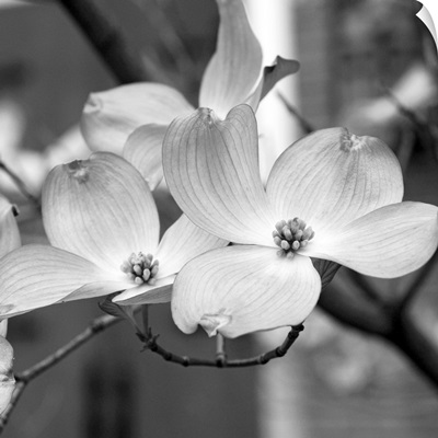 Dogwood Blossoms Black and White II, Square